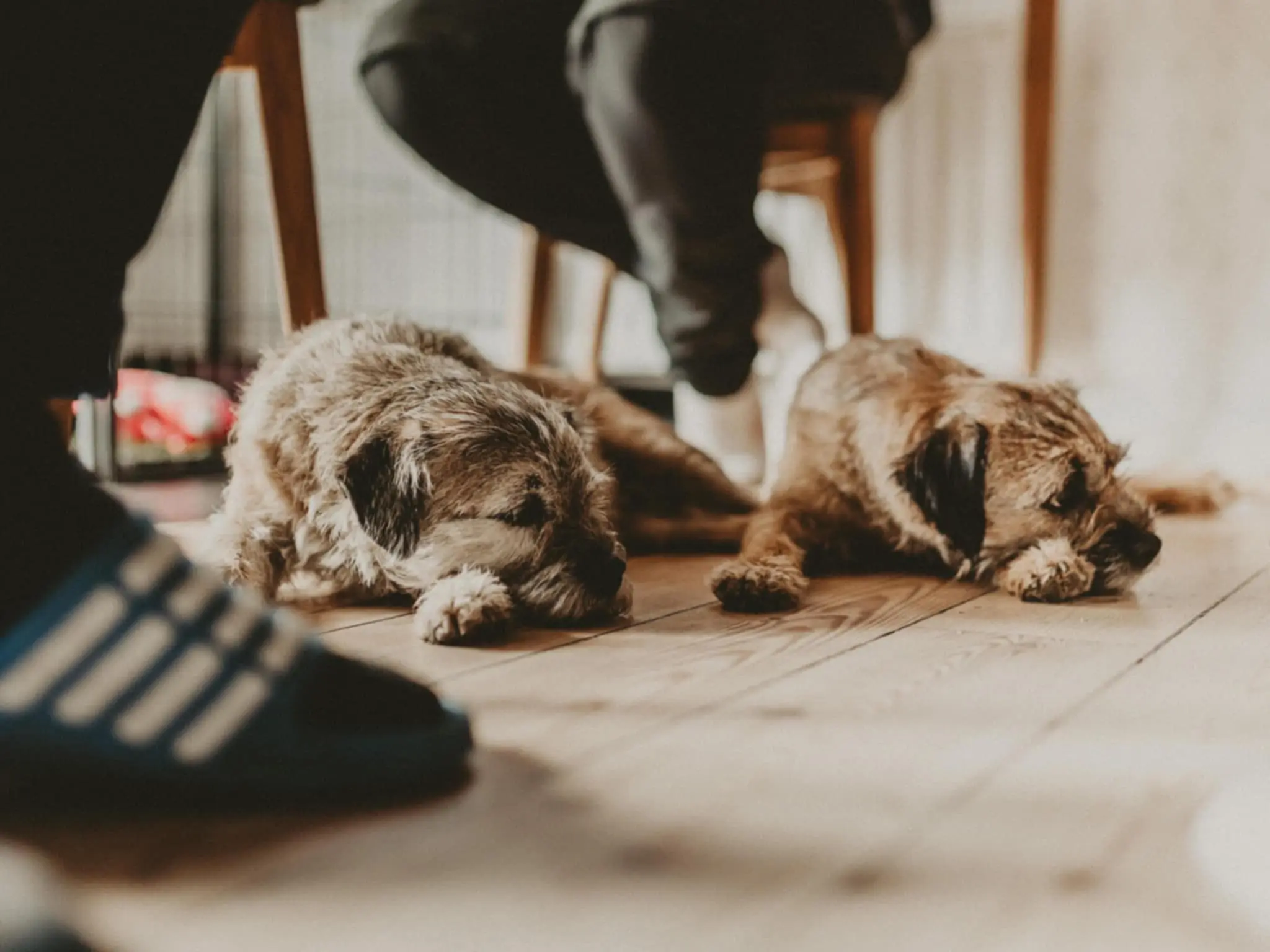 Borderterrier vid Kennel Juniper och Kennel Axbor