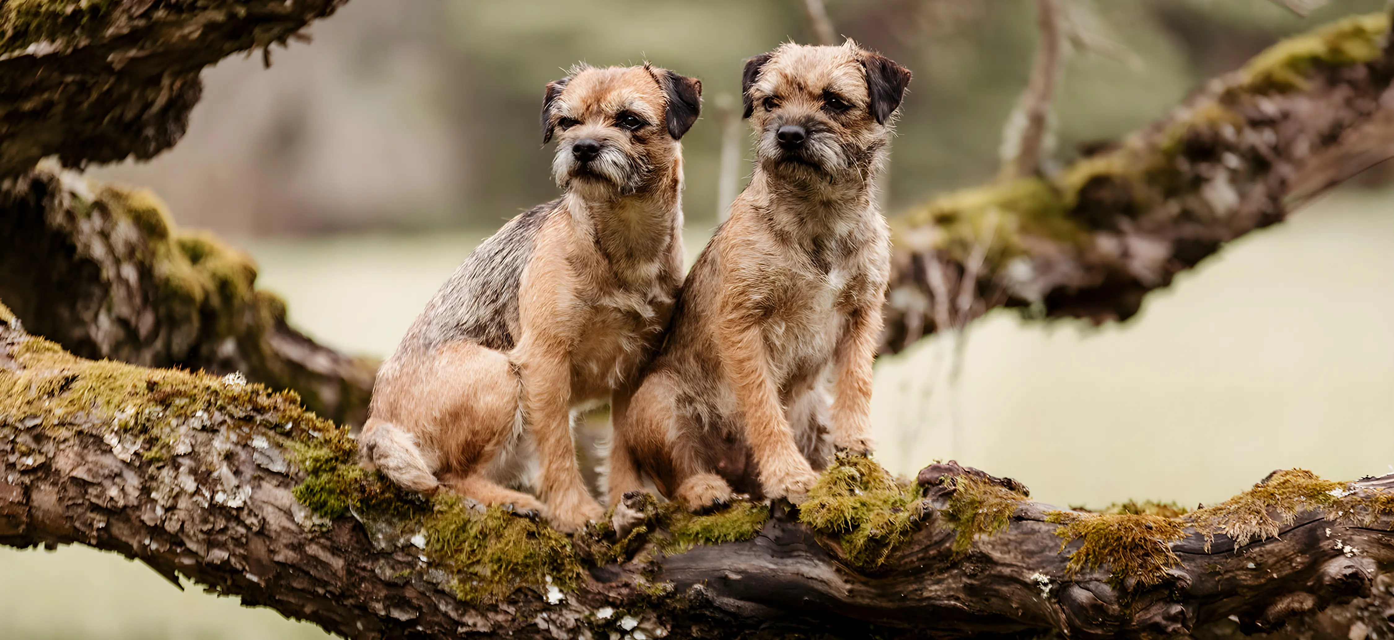 Borderterrier från Kennel Juniper och Kennel Axbor