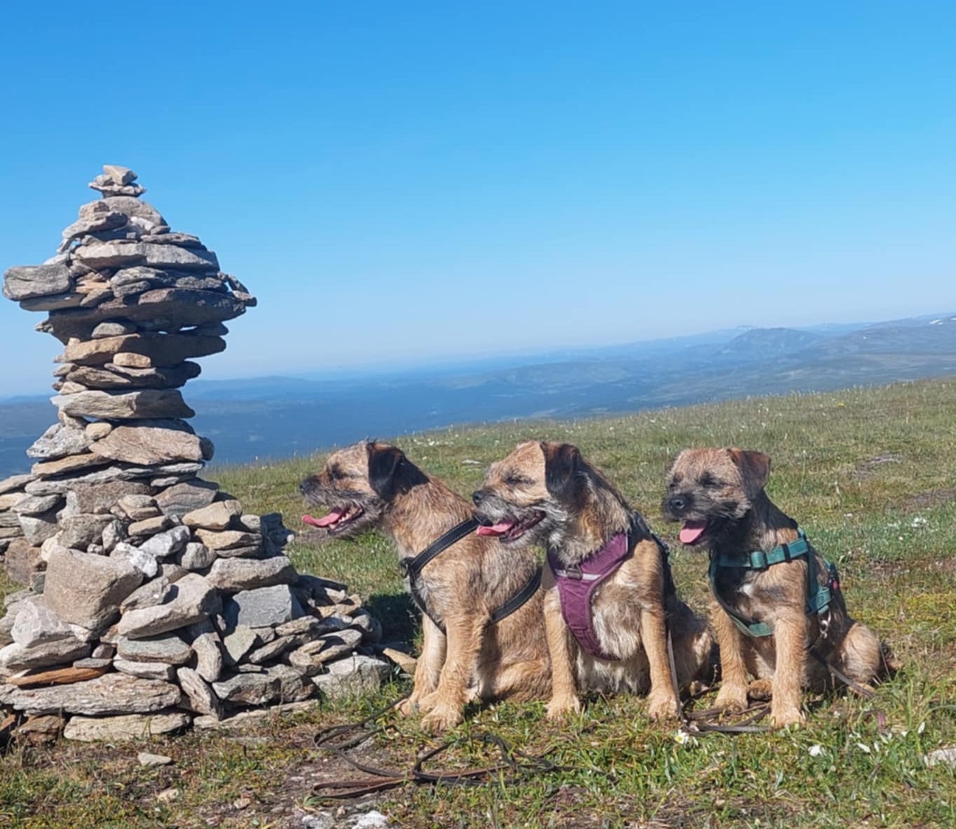 Viltspår hund 1