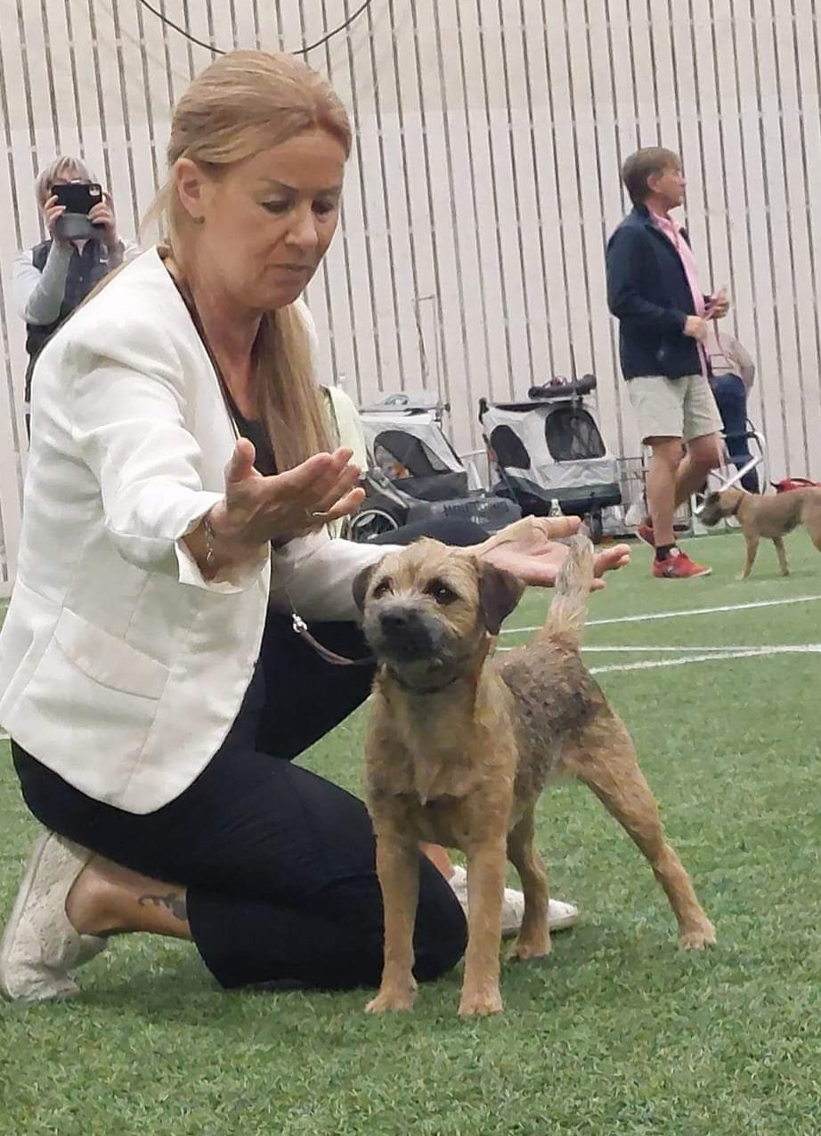 Juniper hund på utställning