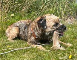 Viltspår hund 1