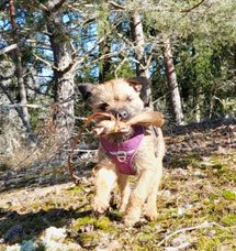 Juniper Zkrot och Korn Zota