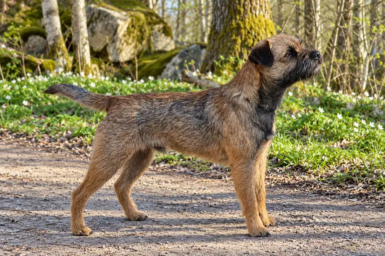 Steffex I as Snowstorm Alex, hanhund till den kommande kullen